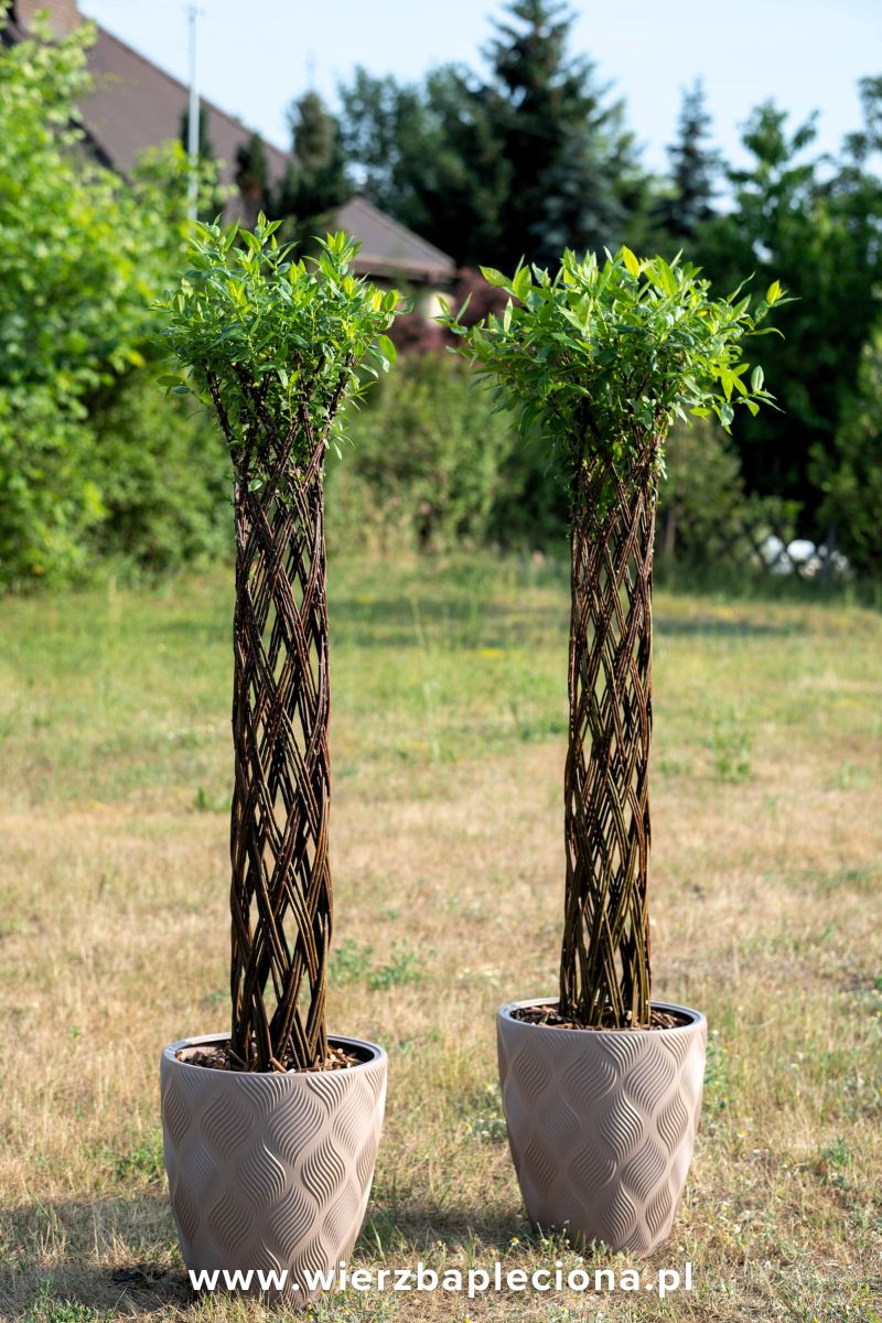 BRAIDED WILLOW 70 CM – Wierzba Pleciona